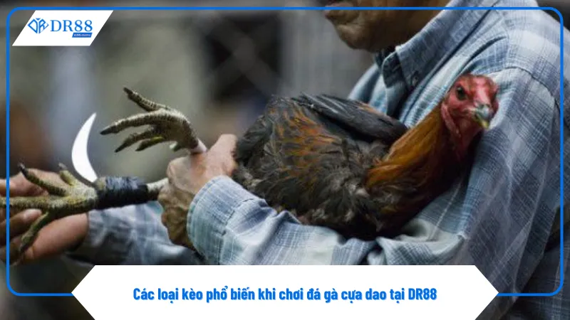 Kèo chấp yêu cầu người chơi phân tích phong độ gà chính xác
