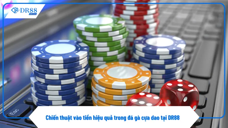 Không nên cược toàn bộ vốn vào một trận đá gà duy nhất