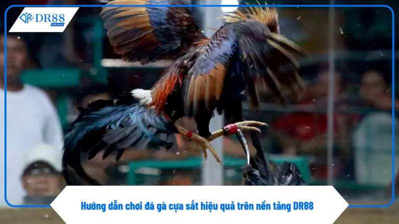 Đá Gà Cựa Sắt Trực Tuyến – Xu Hướng Cá Cược Tại DR88 4 Tìm hiểu kỹ thông tin gà chiến giúp đặt cược chính xác hơn