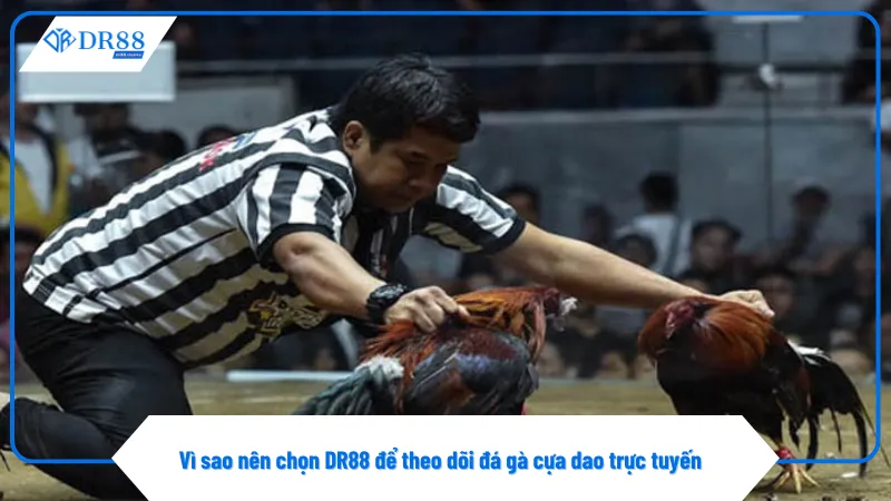 Người chơi có thể theo dõi đá gà cựa dao trên điện thoại và máy tính